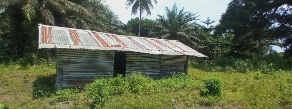 The existing corrugated zinc school building in New Cess, Grandcess, surrounded by palm forest