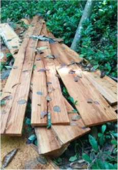 Sawn timber planks stacked at the New Cess school construction site